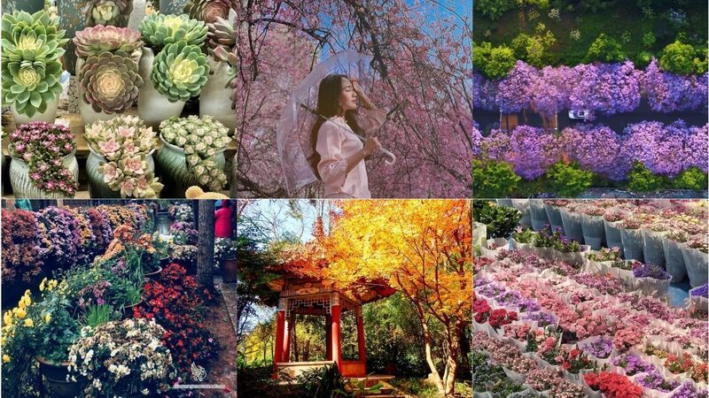 Ngắm hoa trọn bốn mùa