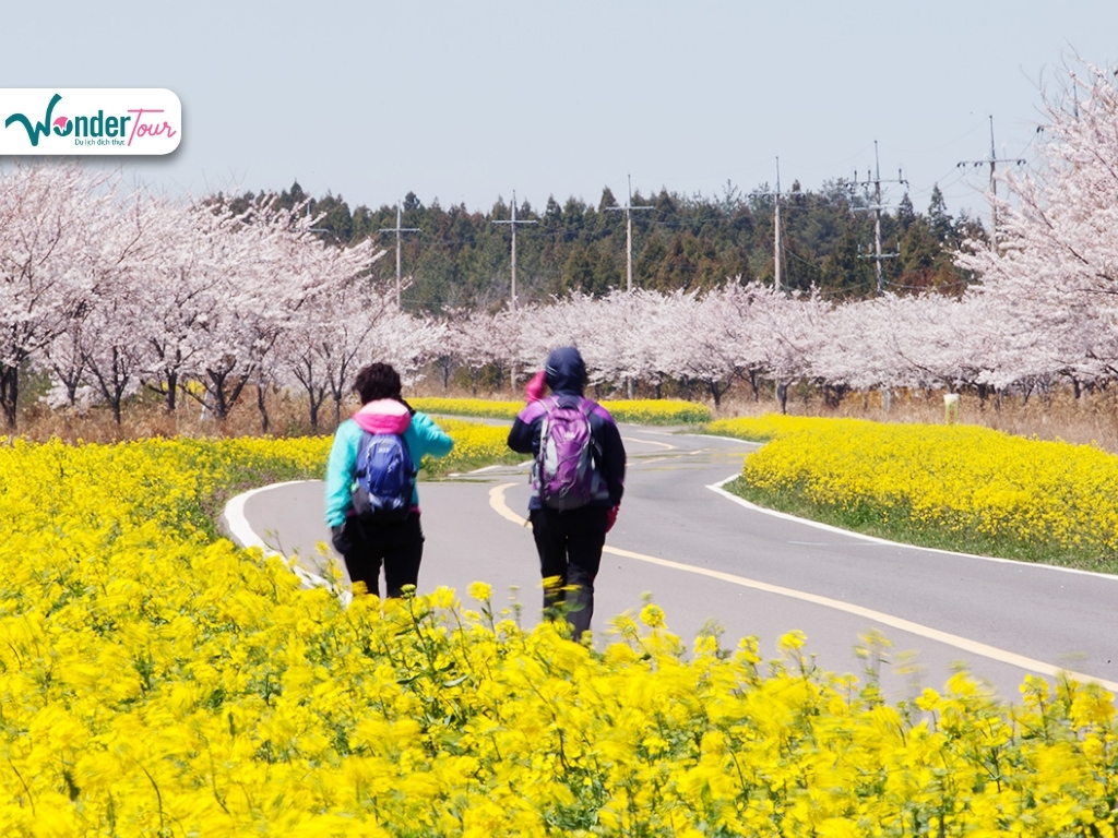 Đến du lịch Hàn Quốc mùa hoa anh đào để tham gia Jeju Cherry Blossom Festival 