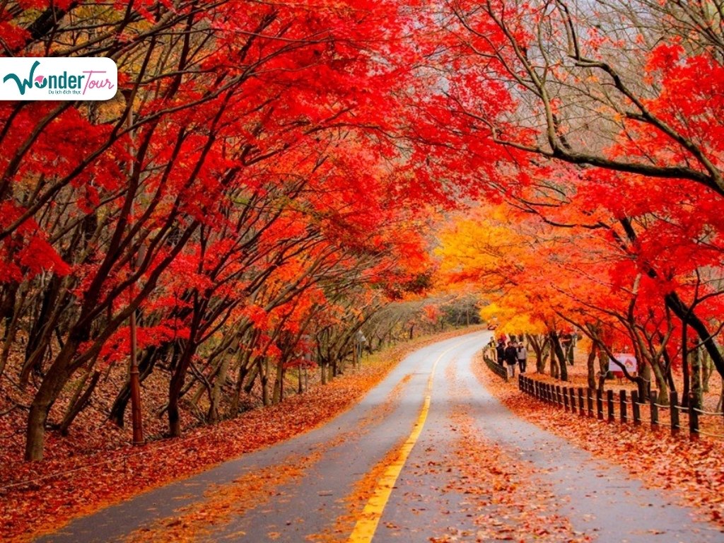 Mùa thu tại đảo Jeju nhuộm đỏ khắp con đường